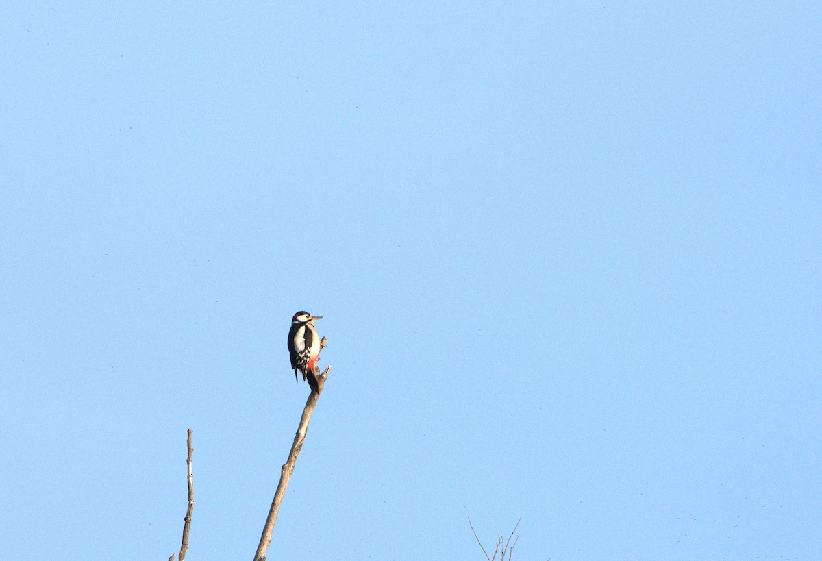 Great Spotted/Syrian Woodpecker - ML646888228