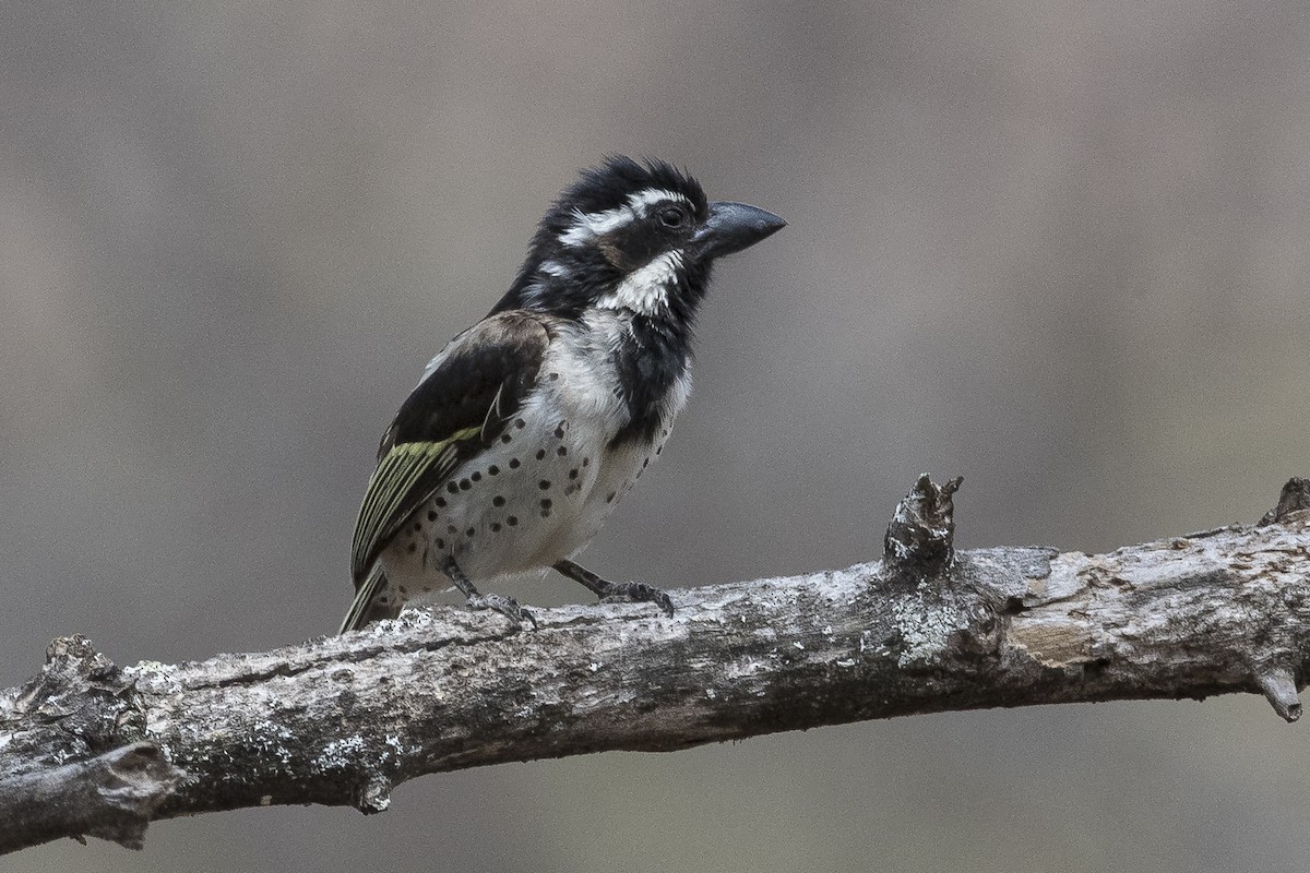 Spot-flanked Barbet - ML646888229