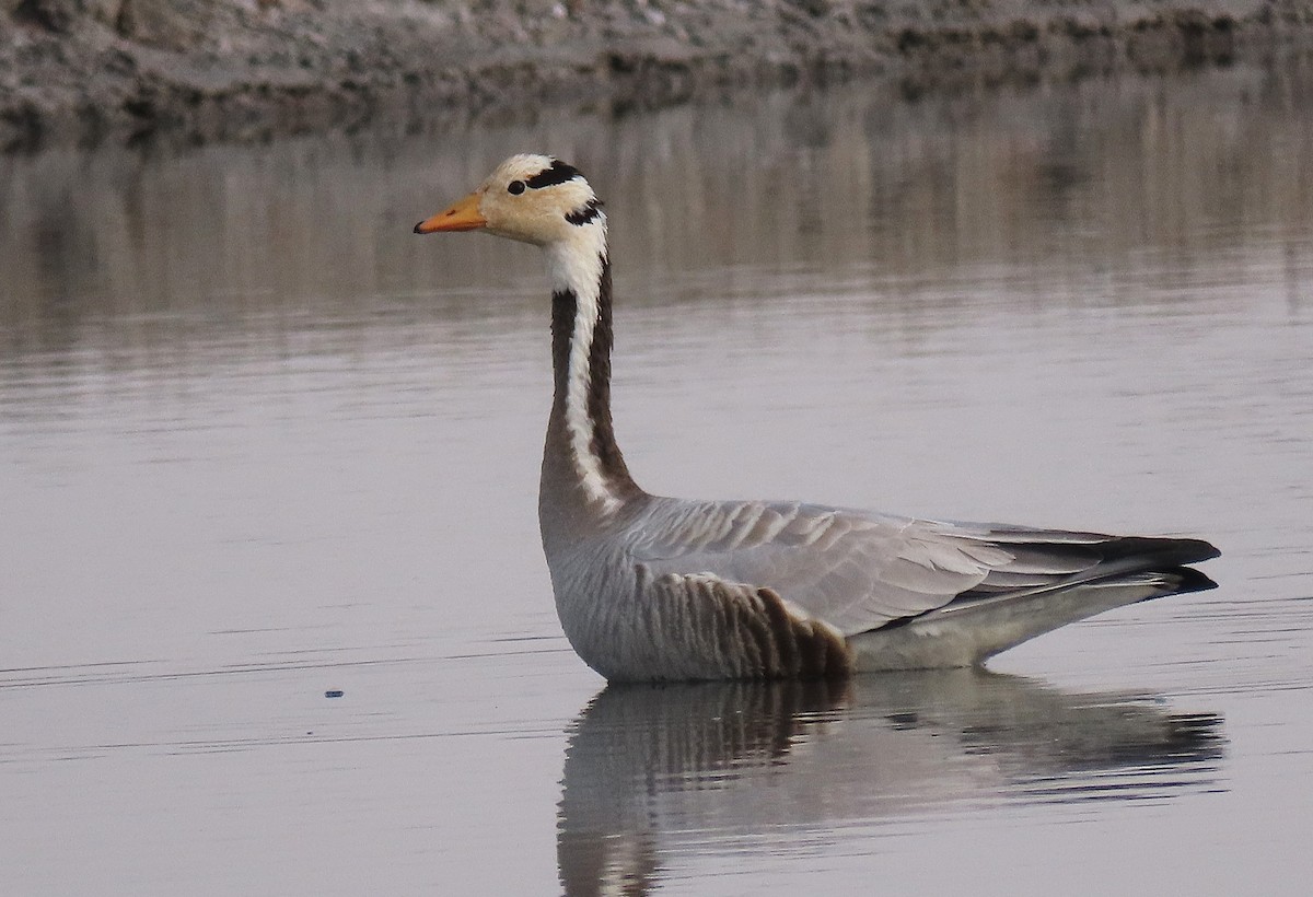 Antzara indiarra - ML646888230