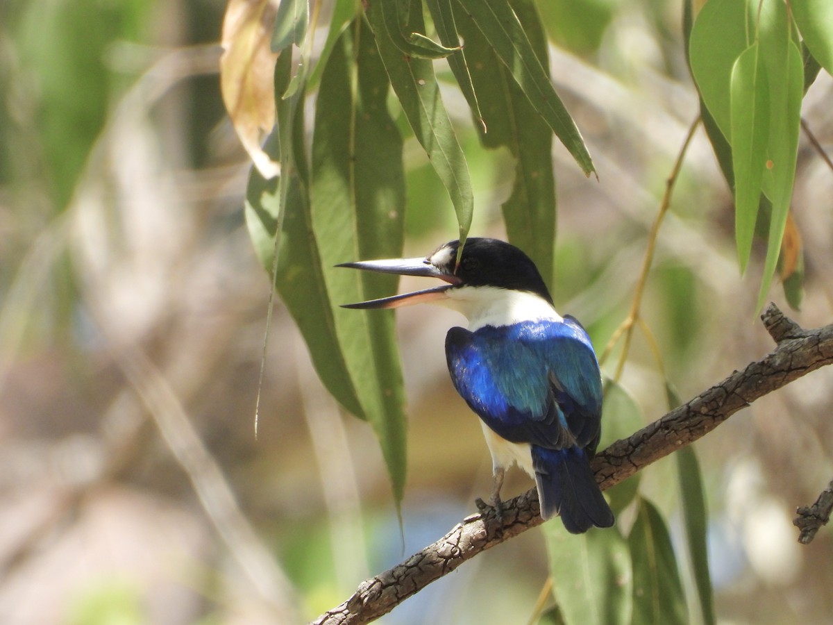Forest Kingfisher - ML646888232