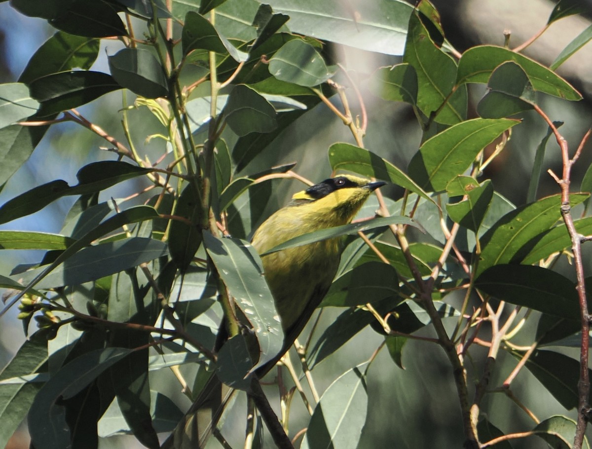 Yellow-tufted Honeyeater - ML646888233