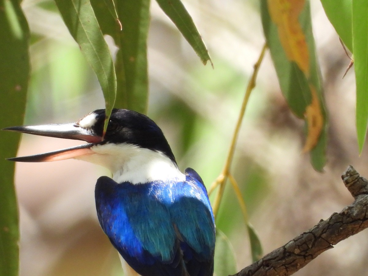 Forest Kingfisher - ML646888234