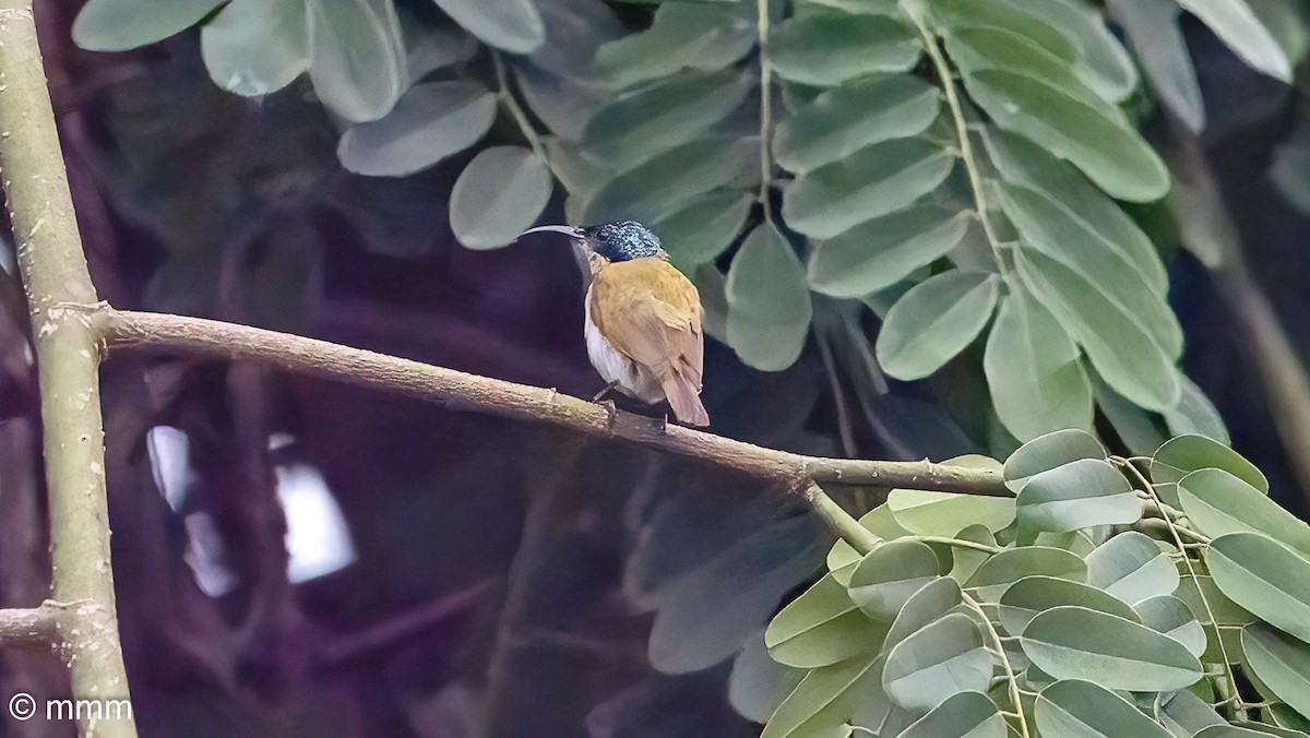 Green-headed Sunbird - ML646888235