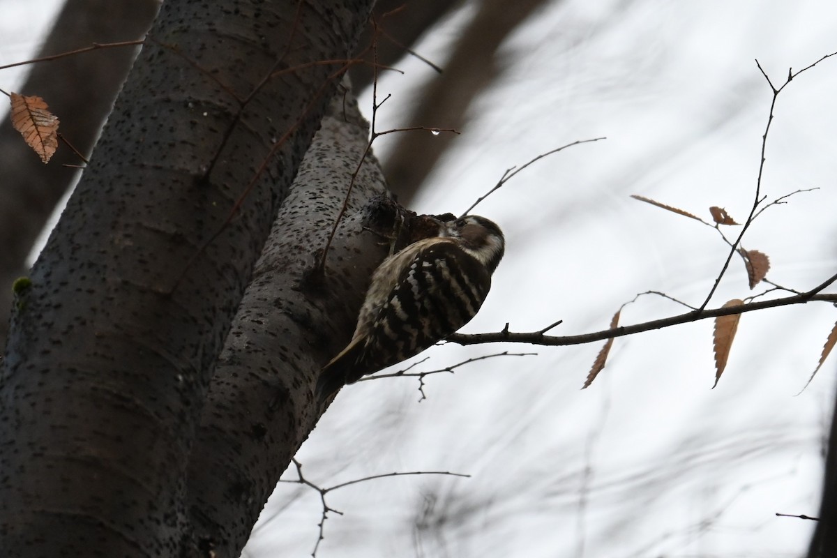 Japanese Pygmy Woodpecker - ML646888237
