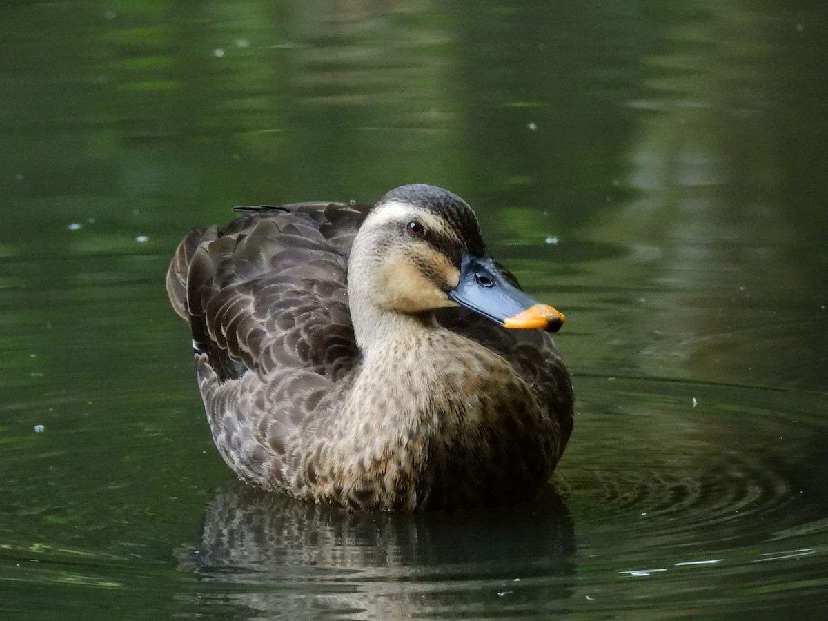 Eastern Spot-billed Duck - ML646888238
