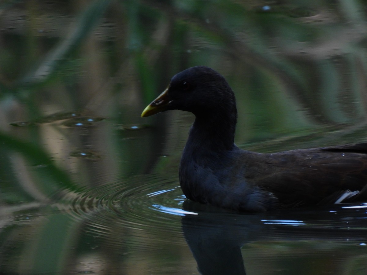 Gallinella d'acqua - ML646888240