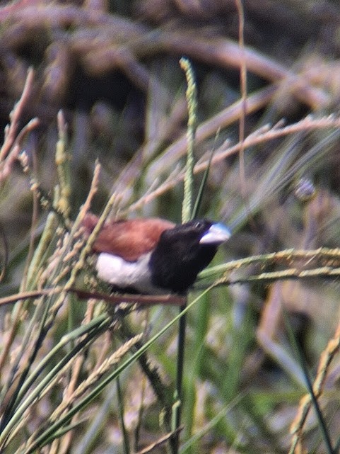 Tricolored Munia - ML646888242