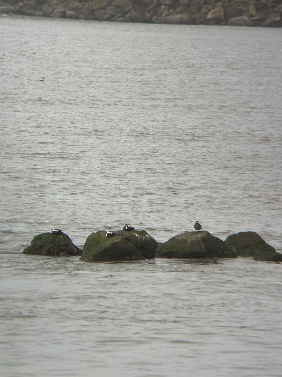 Harlequin Duck - ML646888243