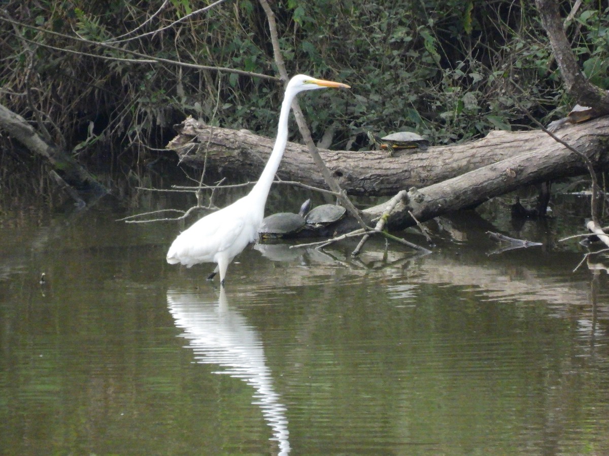 Airone bianco maggiore - ML646888245