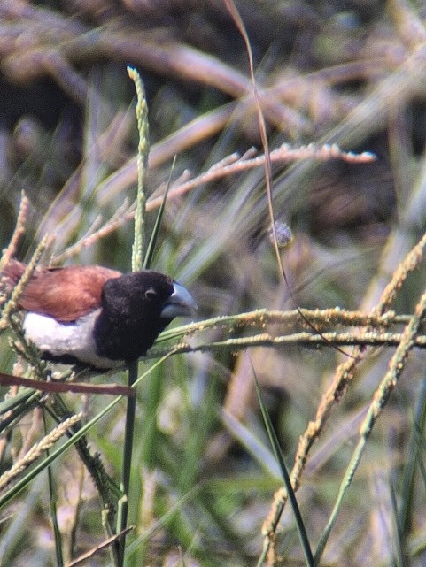 Tricolored Munia - ML646888249