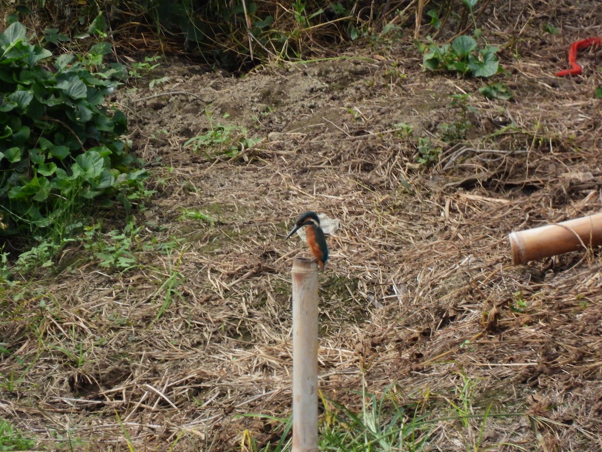 Martin pescatore - ML646888250