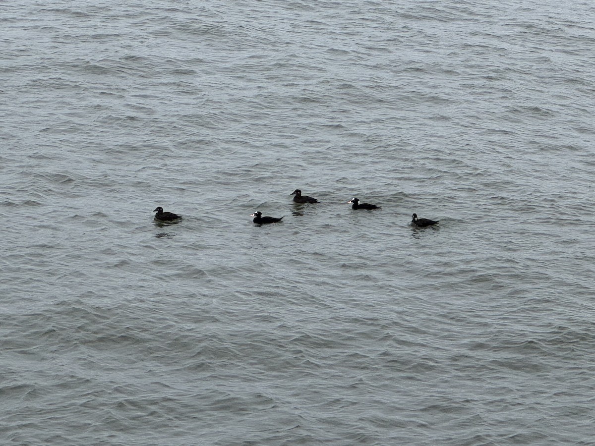 Surf Scoter - ML646888252