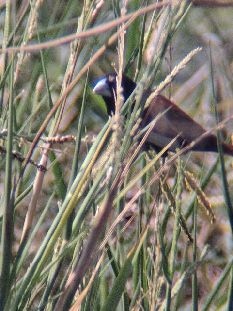 Tricolored Munia - ML646888255