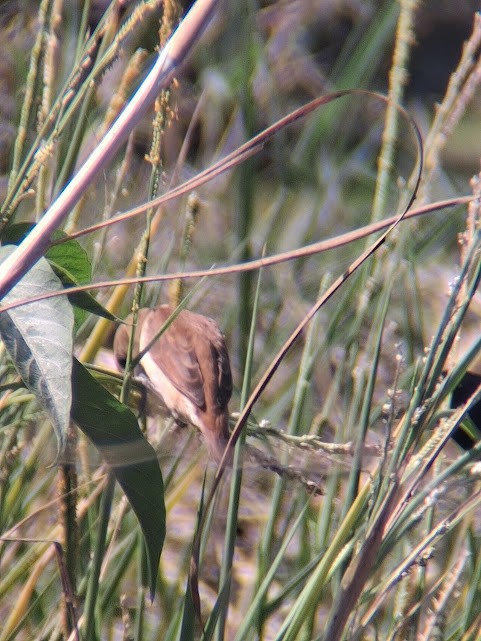Tricolored Munia - ML646888258