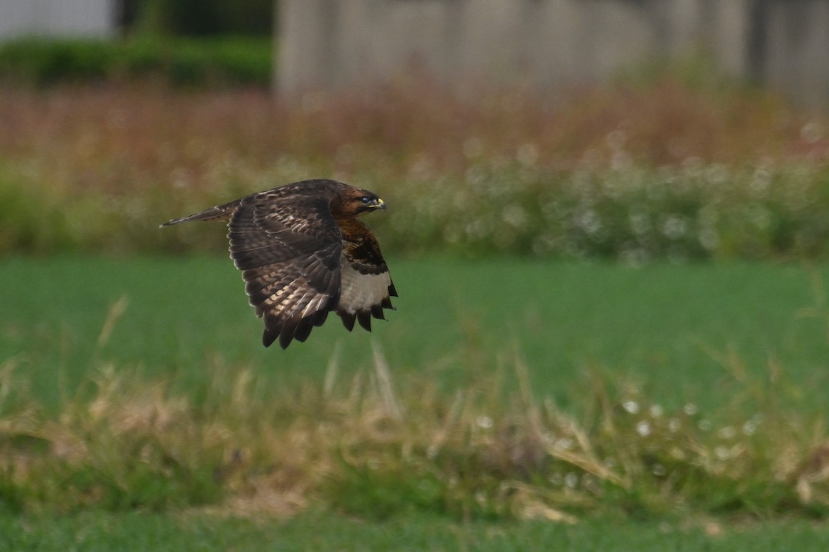Buteo sp. - ML646888265