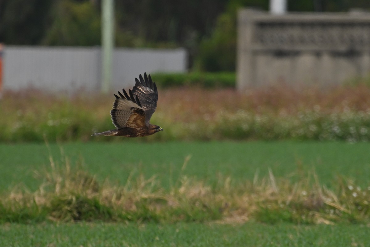 Buteo sp. - ML646888266