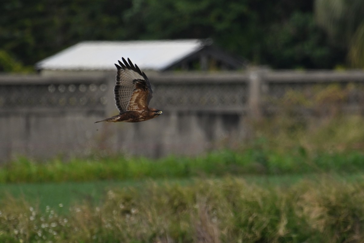 Buteo sp. - ML646888269