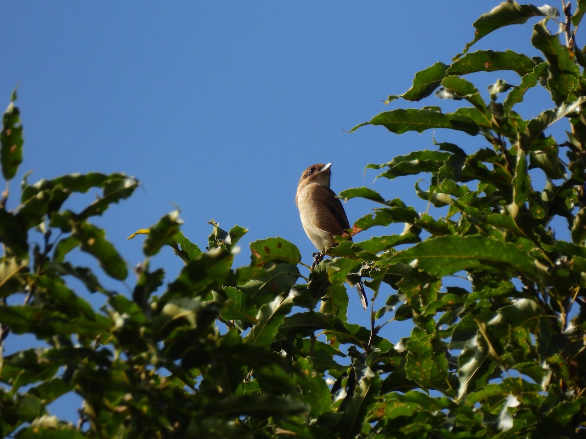 Bull-headed Shrike - ML646888270