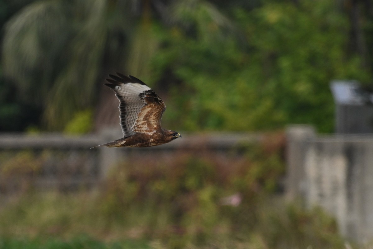Buteo sp. - ML646888271