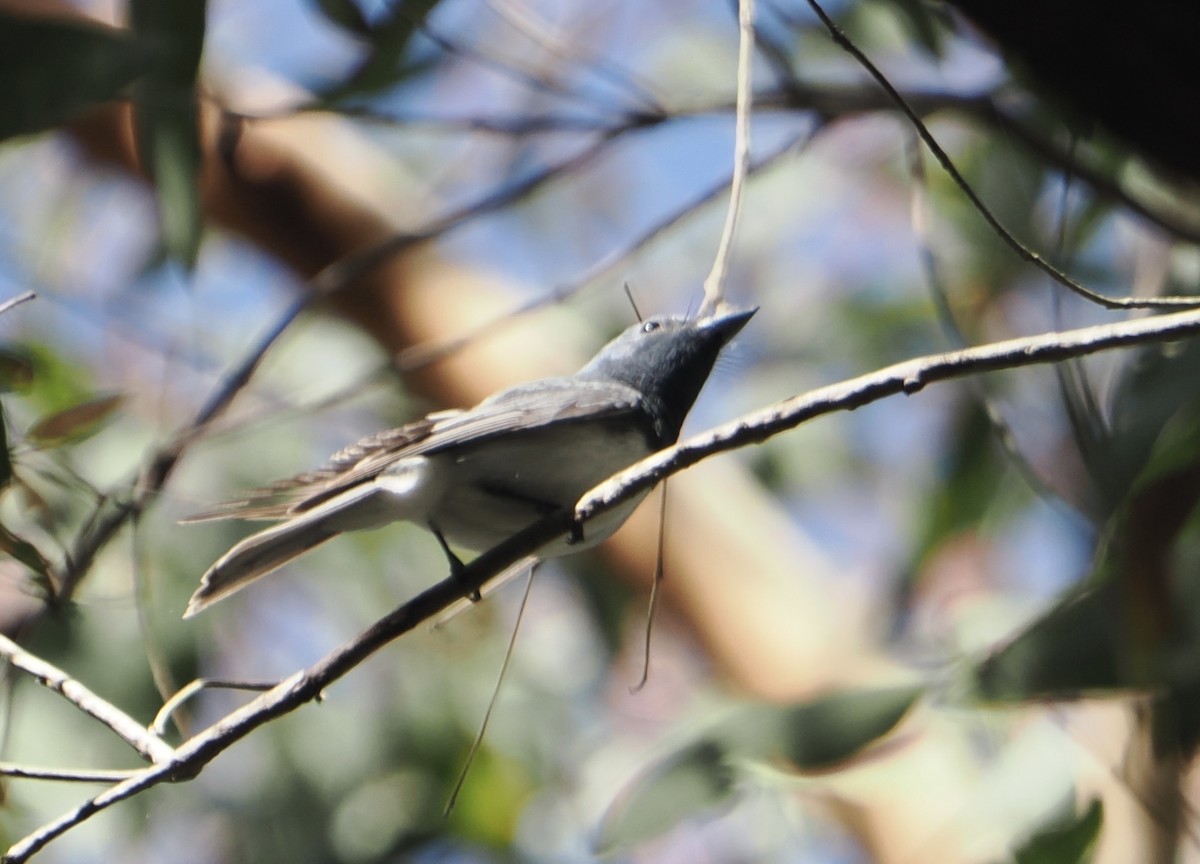 Leaden Flycatcher - ML646888272