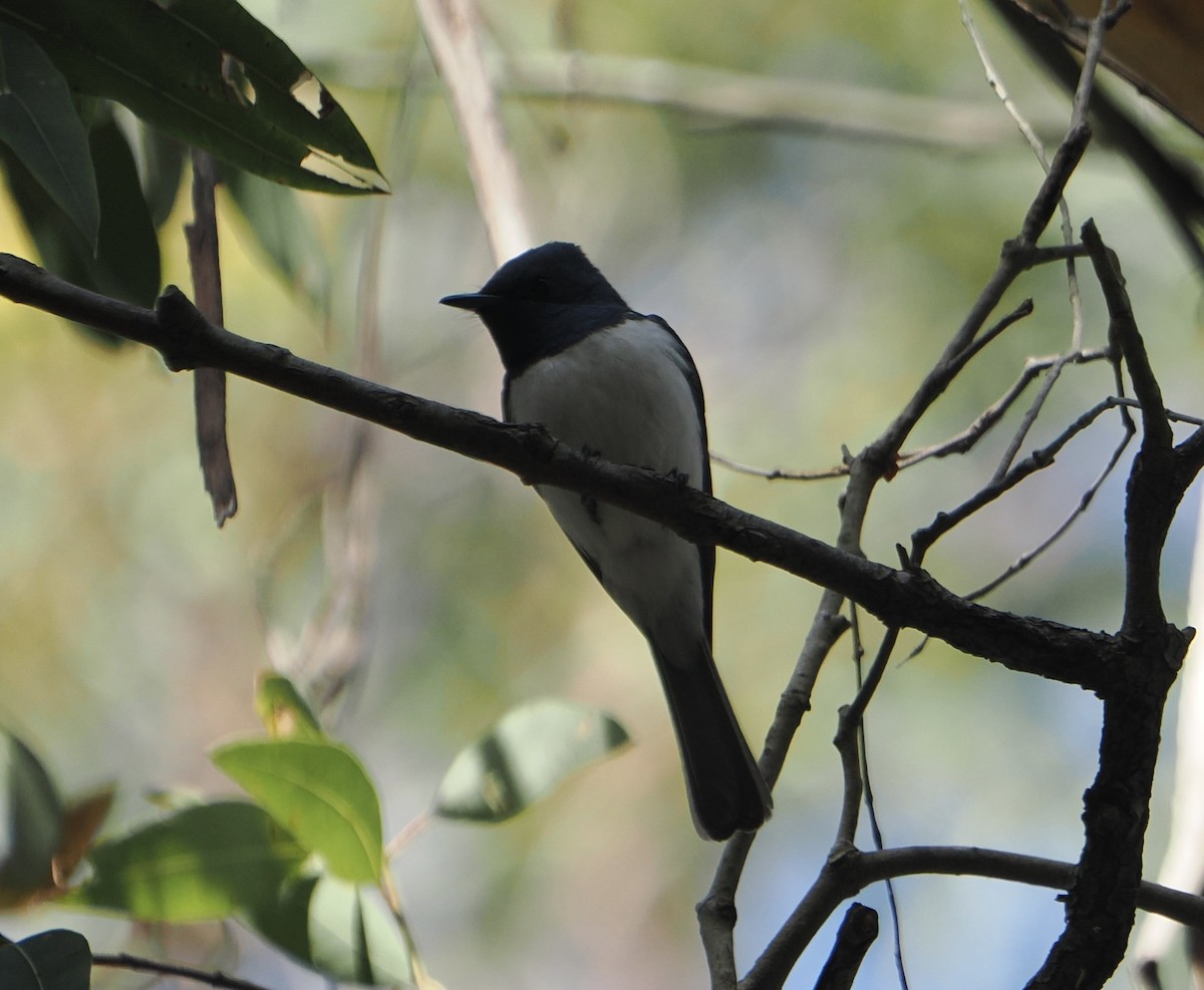 Leaden Flycatcher - ML646888273