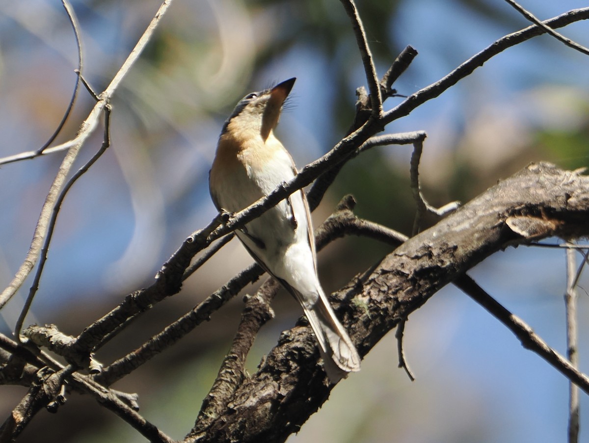 Leaden Flycatcher - ML646888274