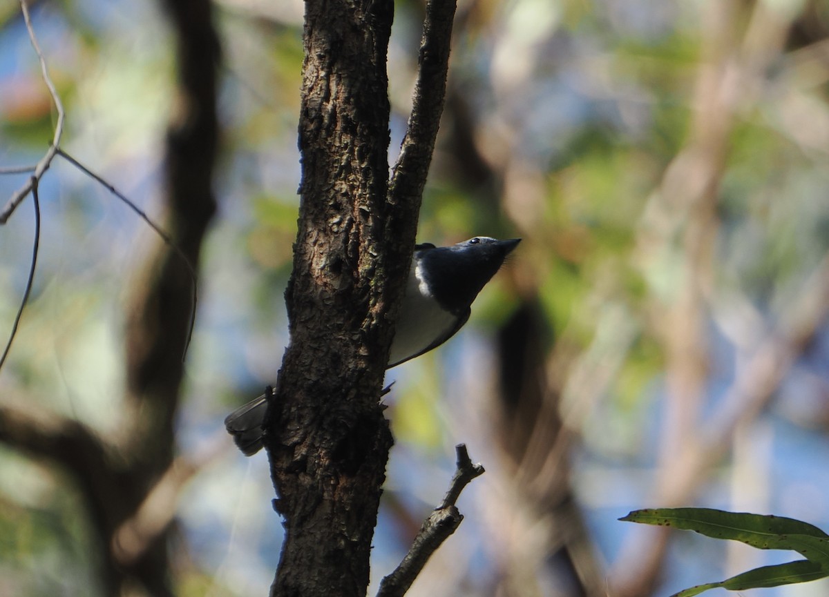 Leaden Flycatcher - ML646888275