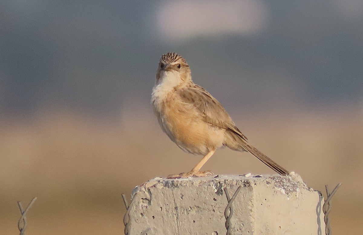 Common Babbler - ML646888278