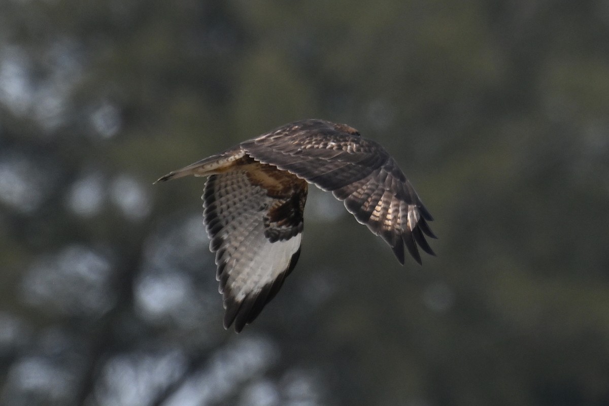 Buteo sp. - ML646888280