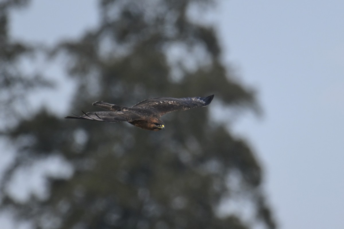 Buteo sp. - ML646888281
