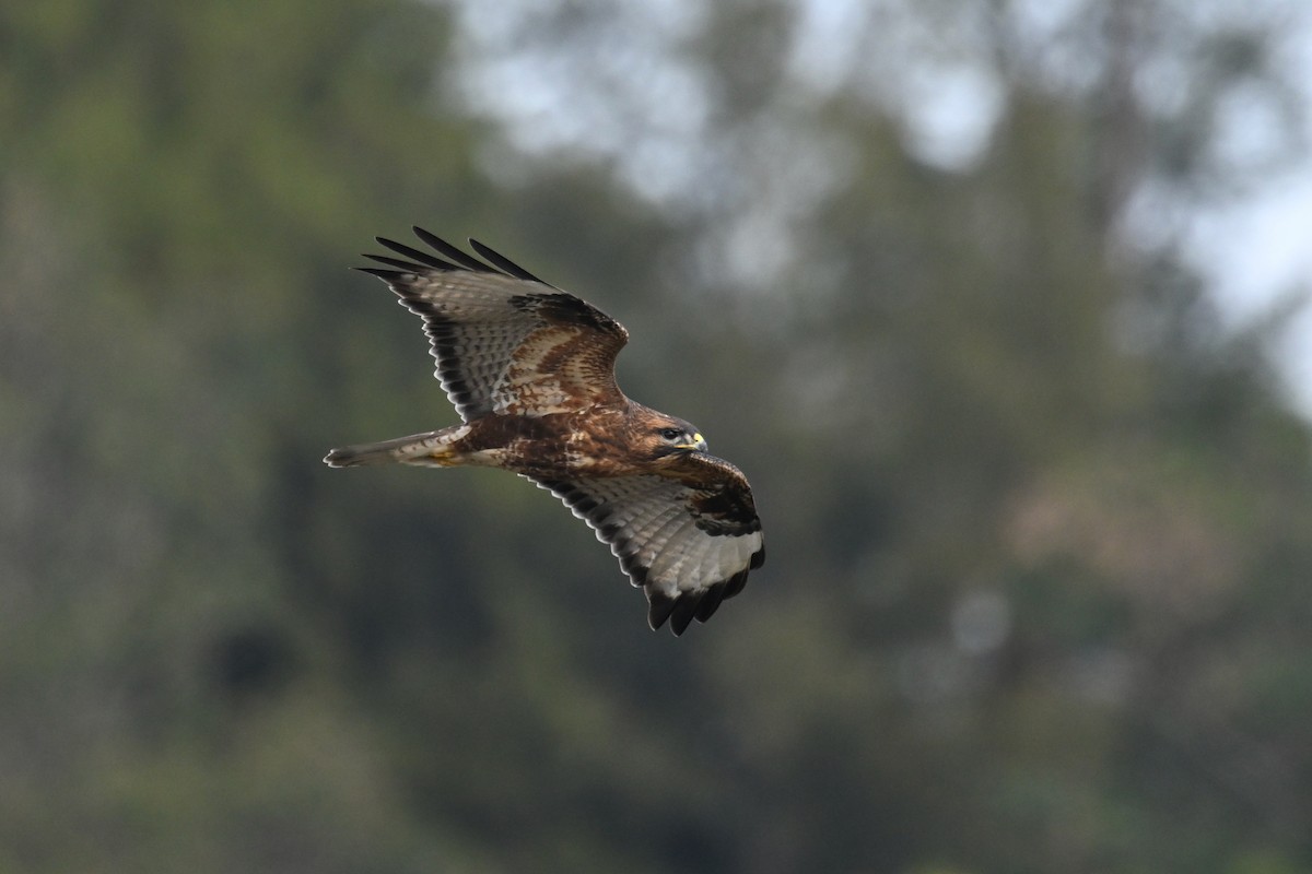 Buteo sp. - ML646888282