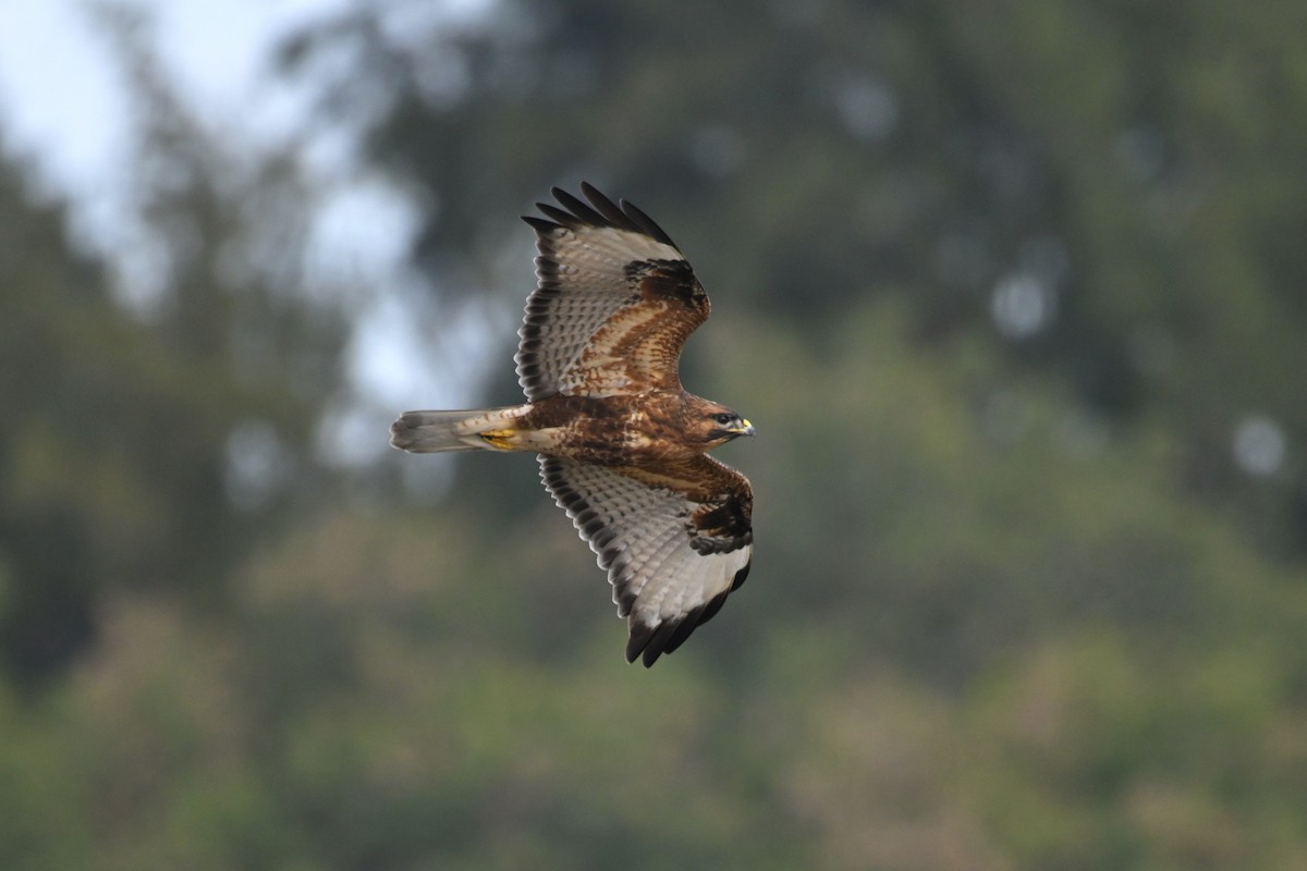 Buteo sp. - ML646888283