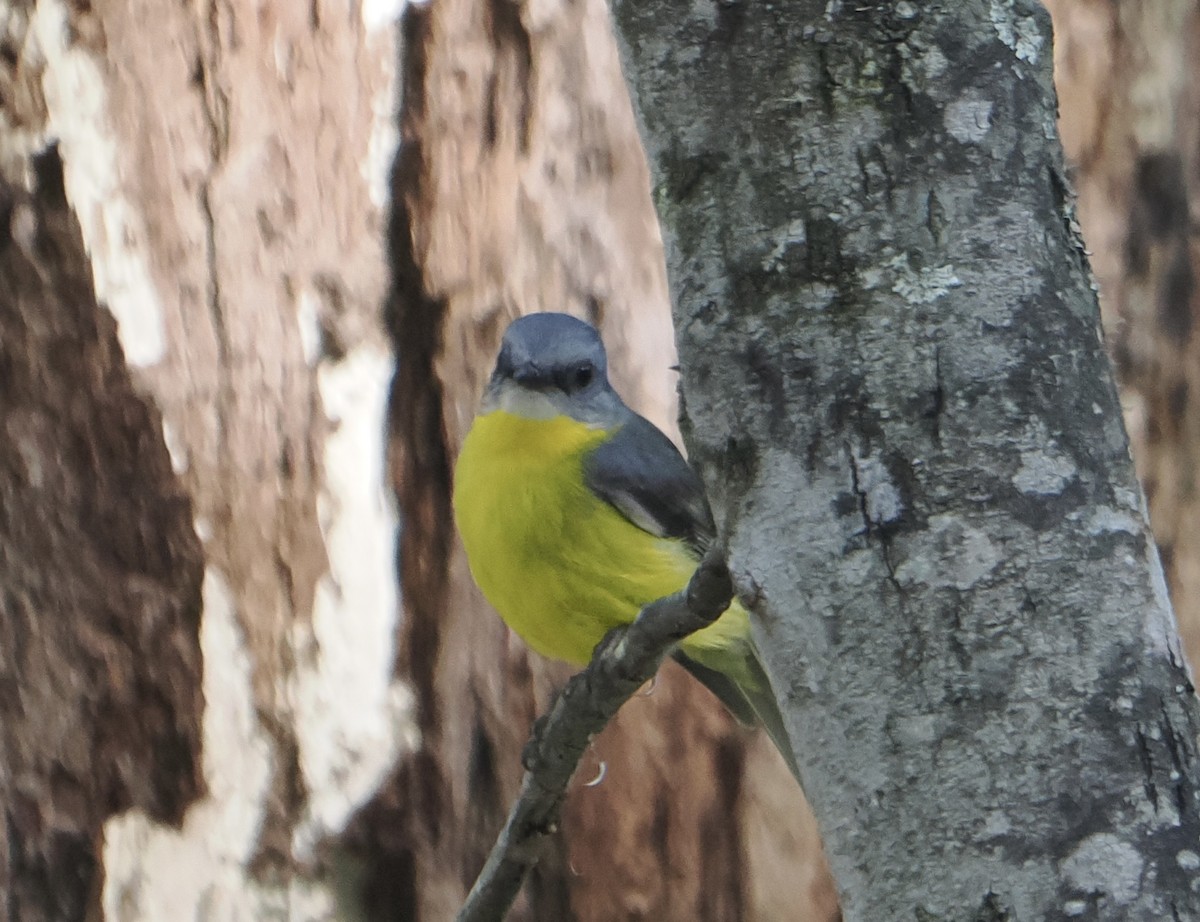 Eastern Yellow Robin - ML646888284