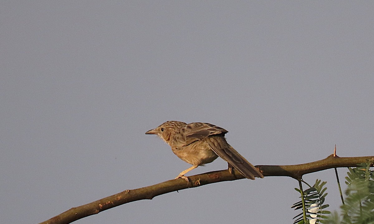 Common Babbler - ML646888285