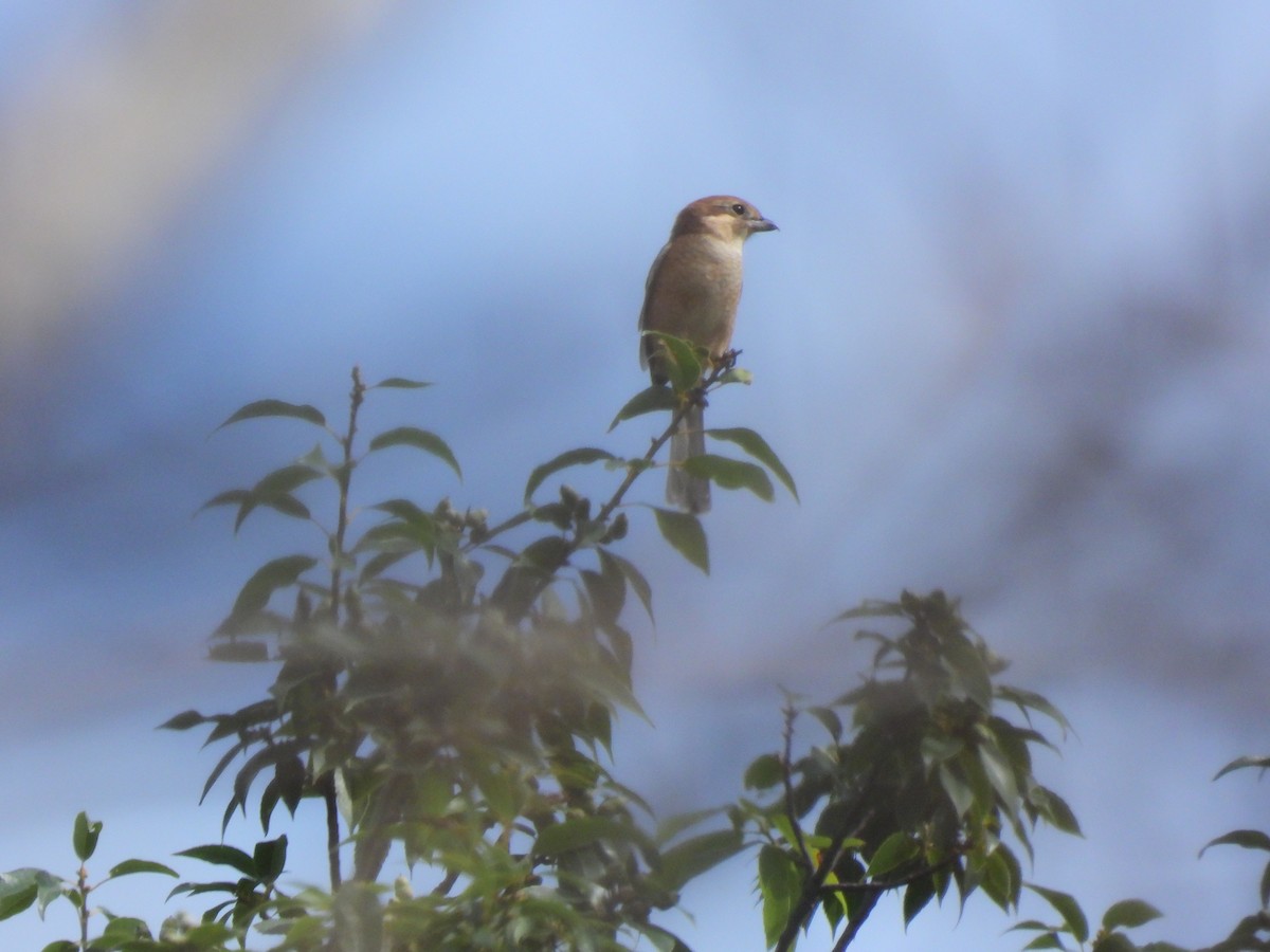 Bull-headed Shrike - ML646888287