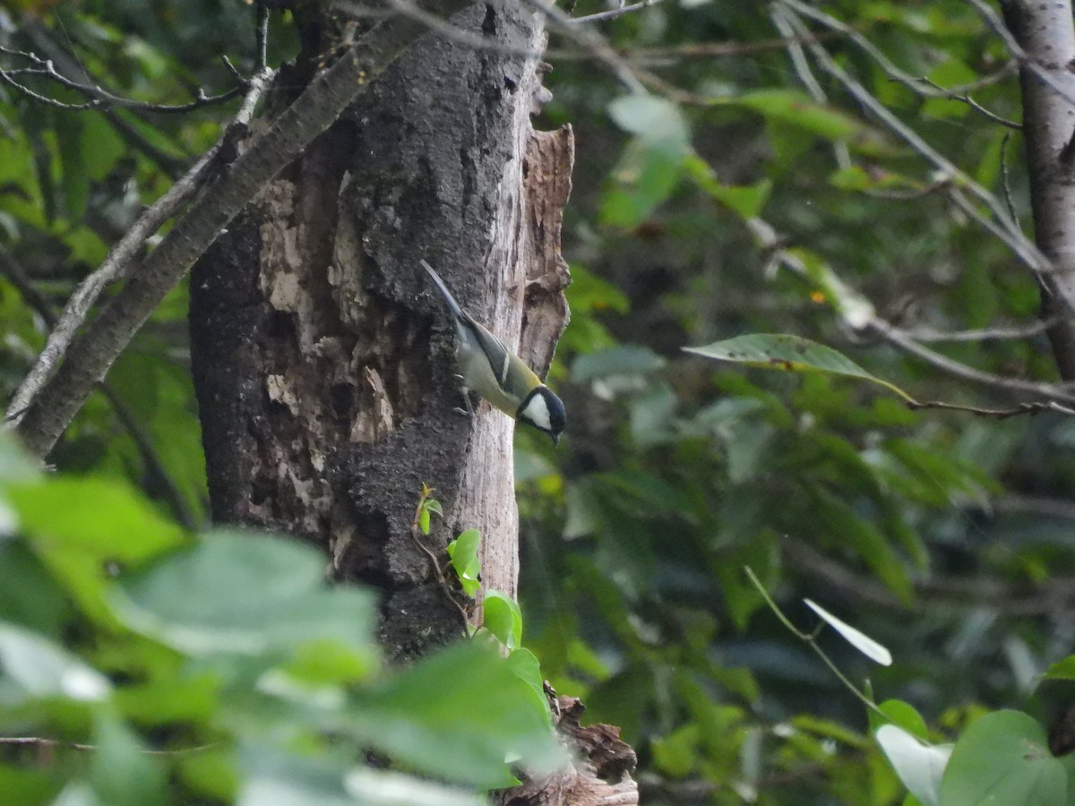 Asian Tit - ML646888288