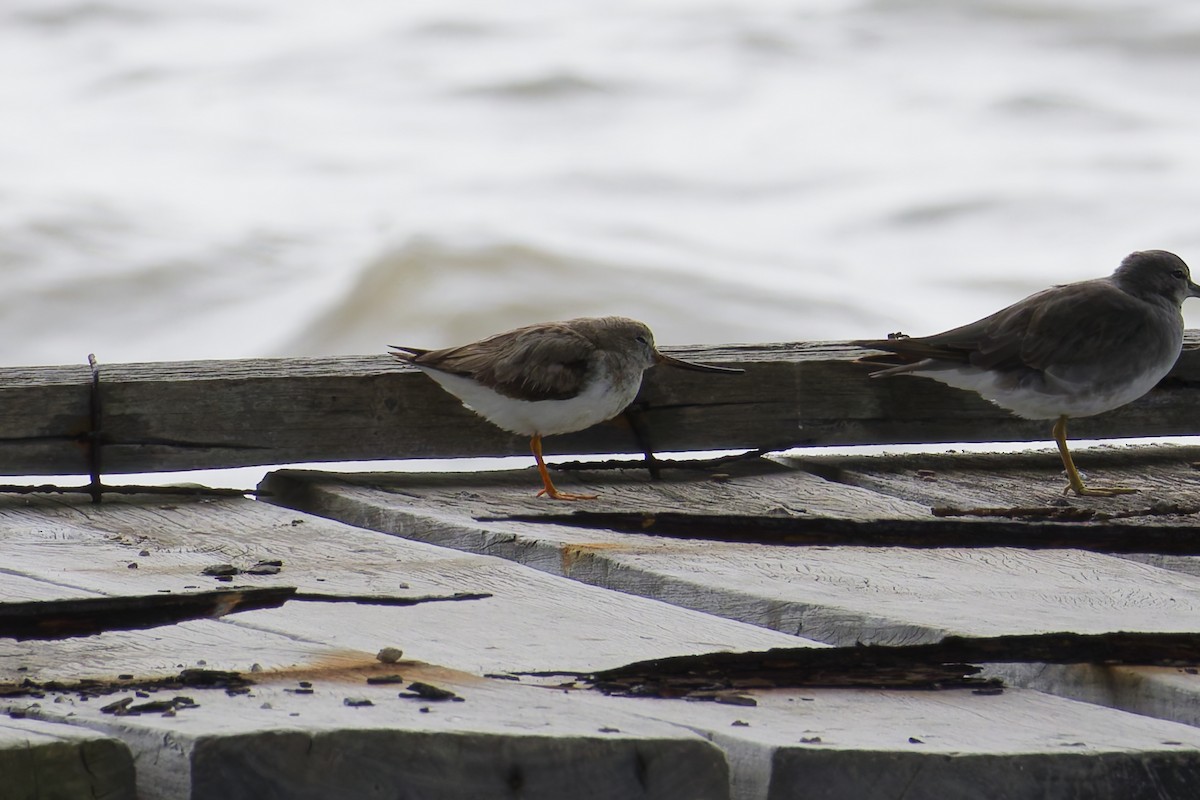 ソリハシシギ - ML646888290