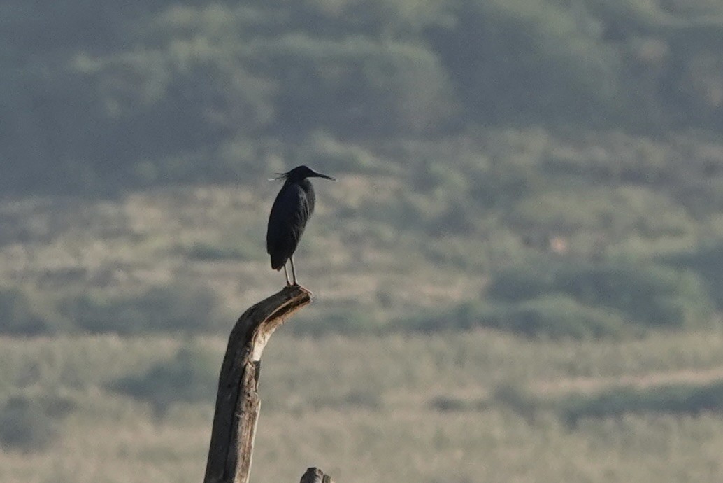 Black Heron - ML646888291