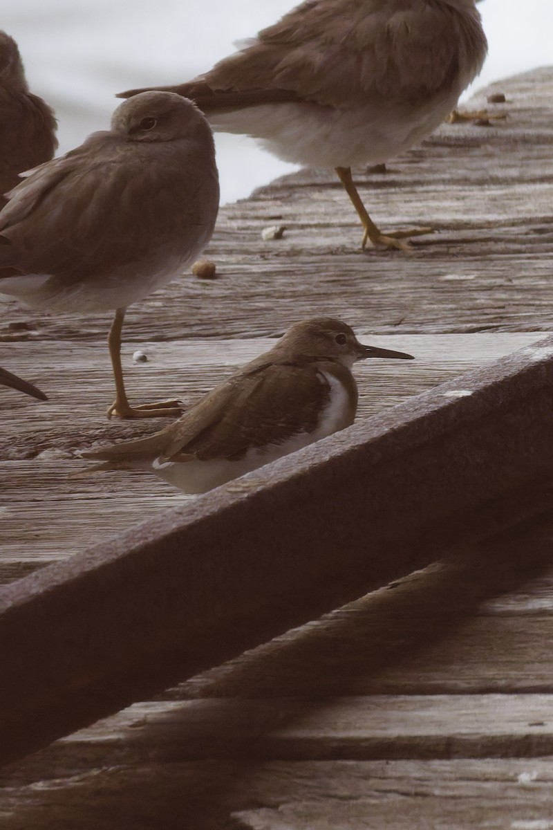 Common Sandpiper - ML646888293