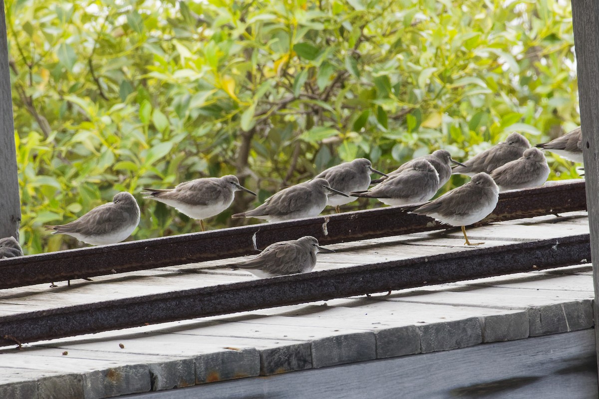 ביצנית אפורת-זנב - ML646888295
