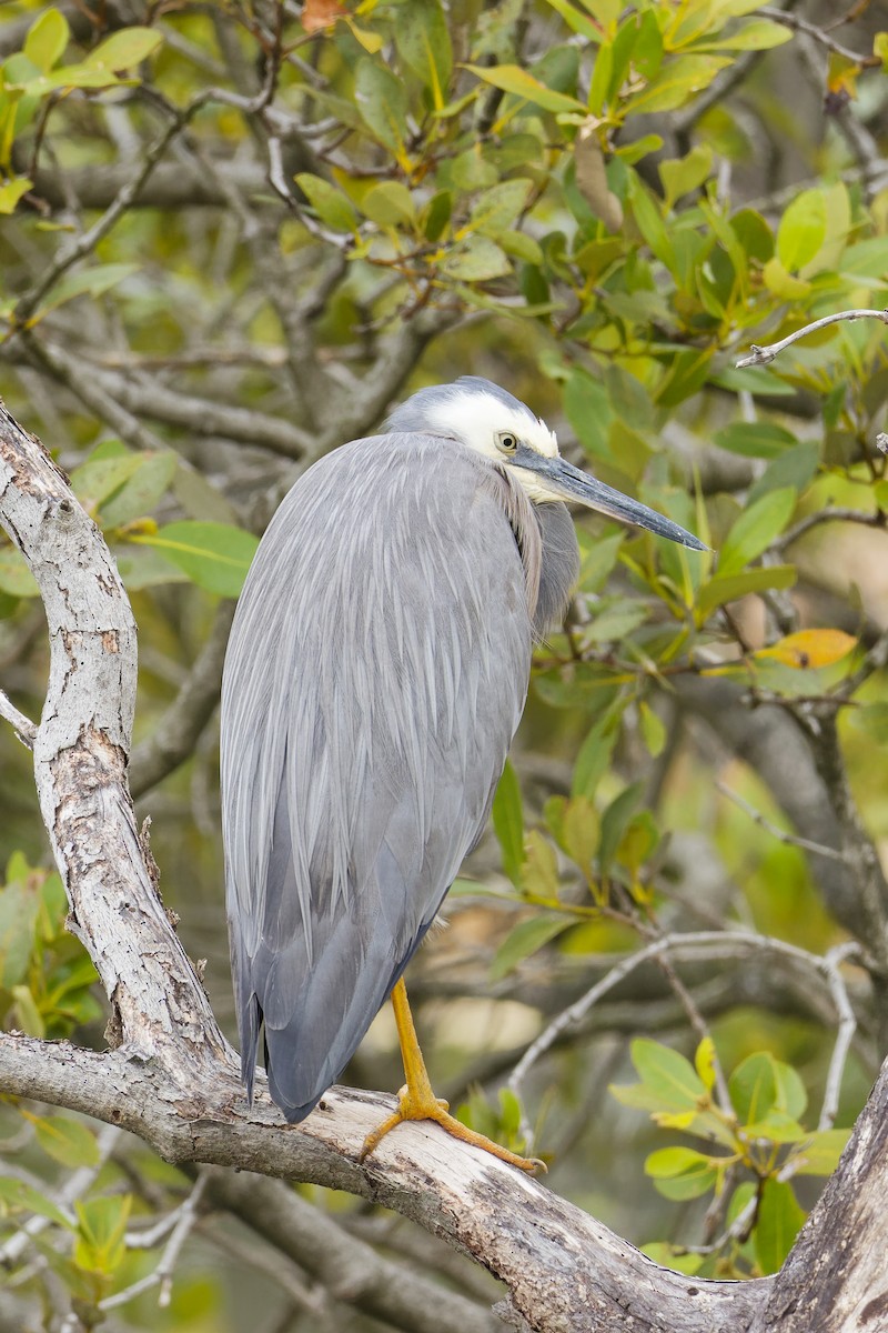 White-faced Heron - ML646888298