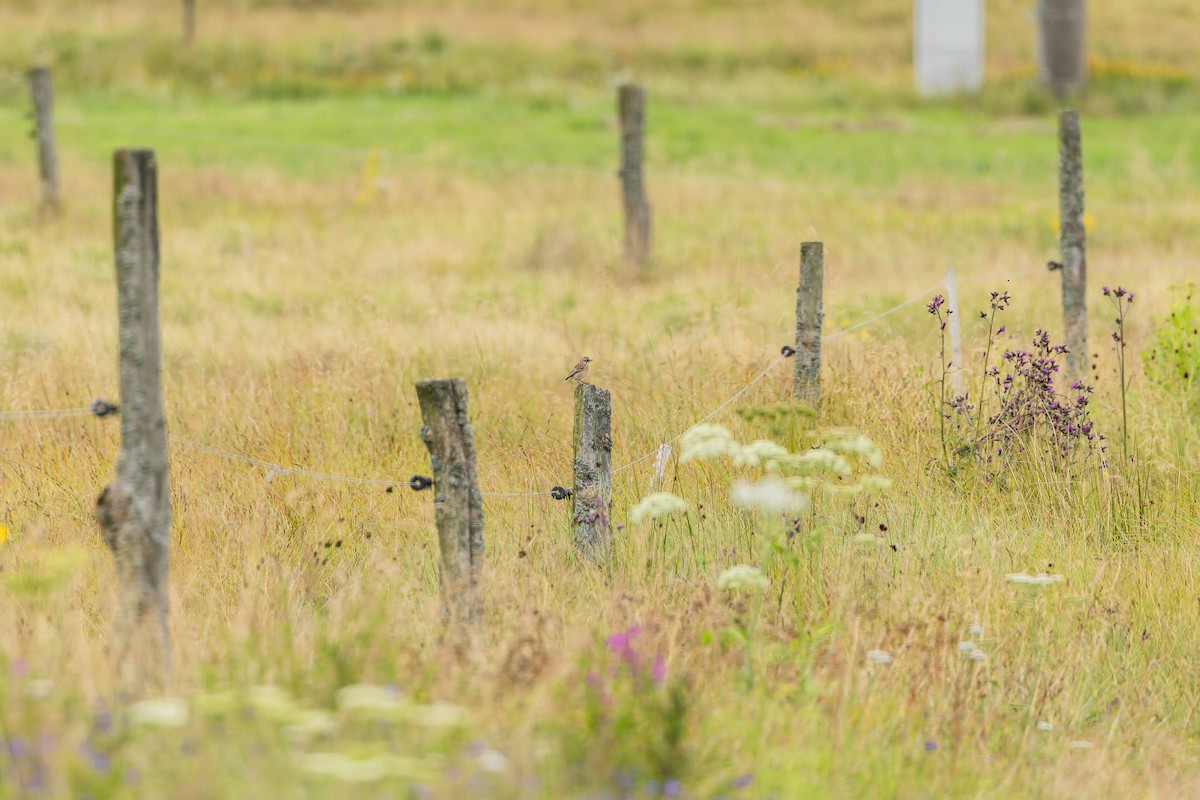 Whinchat - ML646888300