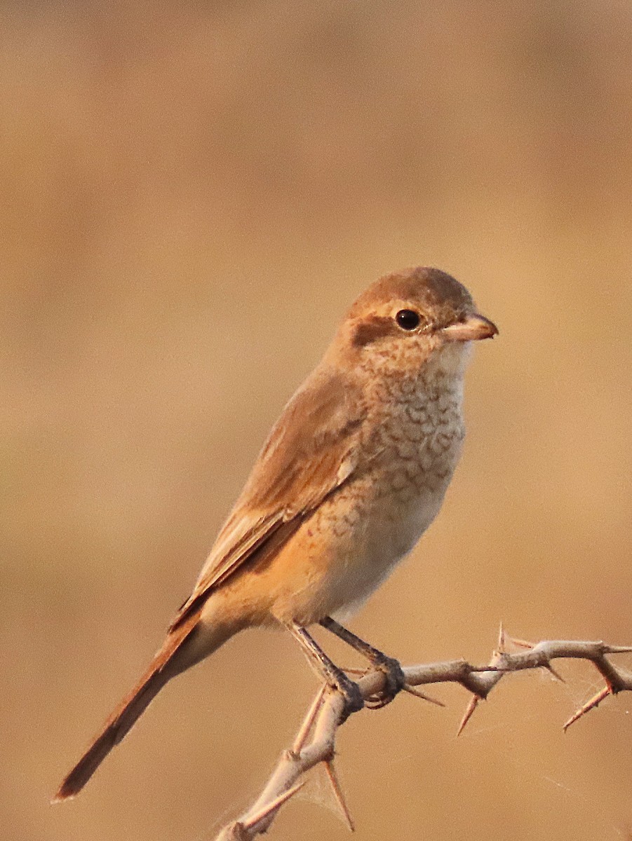 Isabelline Shrike - ML646888301