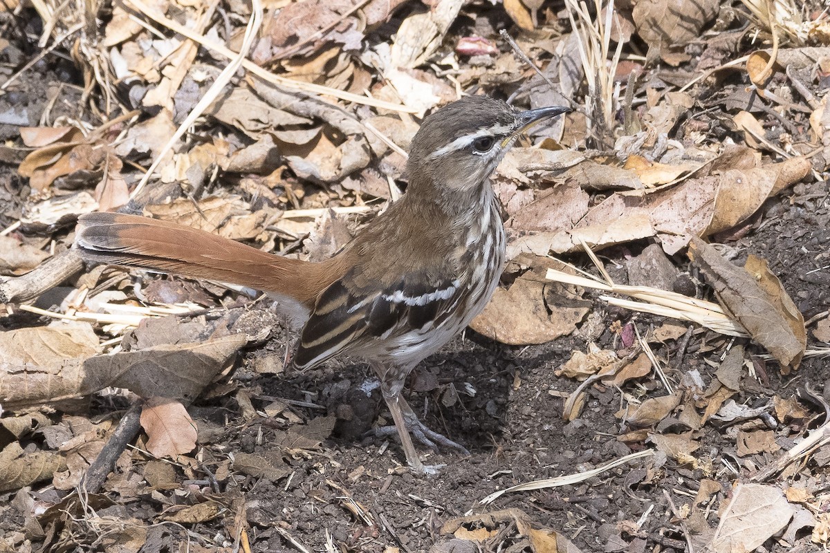 White-browed Scrub-Robin - ML646888302