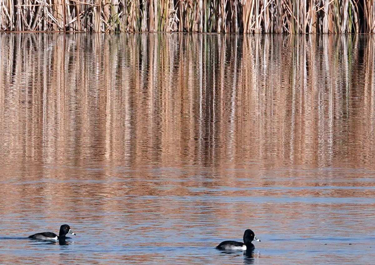 Ring-necked Duck - ML646888314