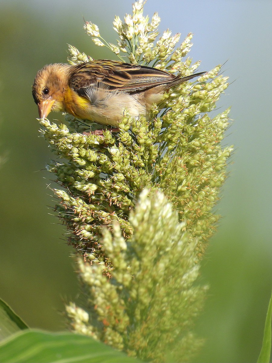 Baya Weaver - ML646888315