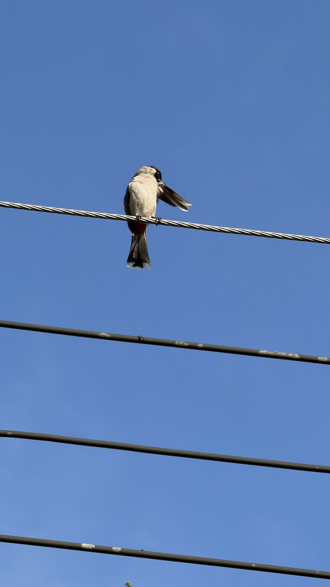 Bulbul urre-ipurdia - ML646888316