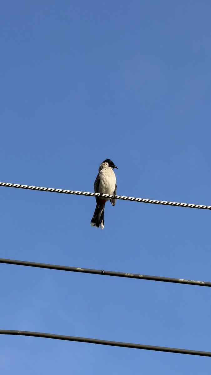 Bulbul urre-ipurdia - ML646888317