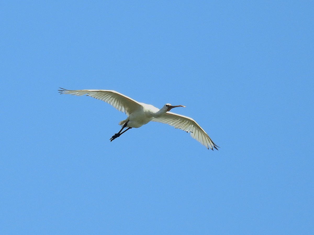 白琵鷺 - ML646888319