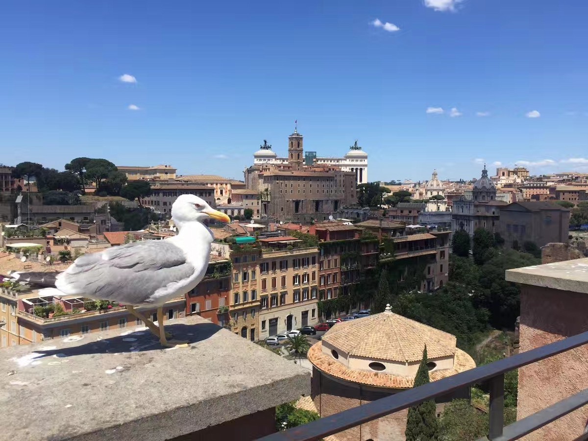 gulbeinmåke - ML646888320